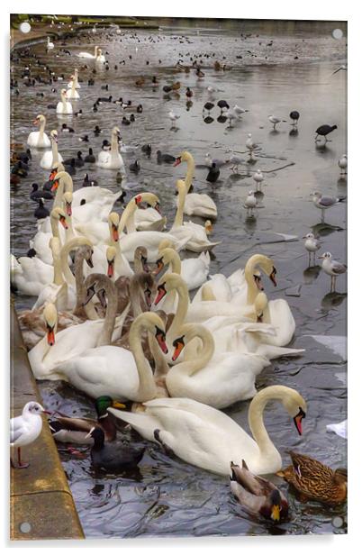 Swan Lake Acrylic by Tom Gomez