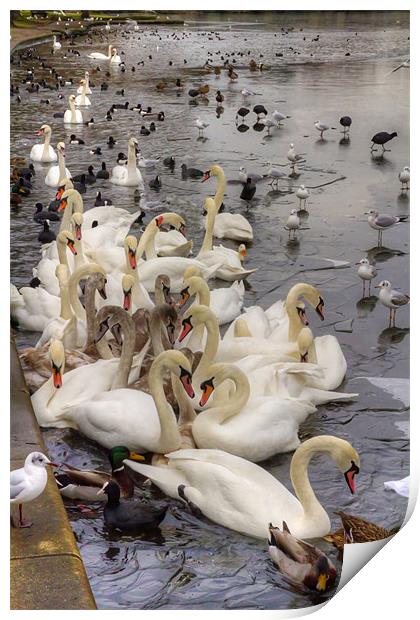 Swan Lake Print by Tom Gomez