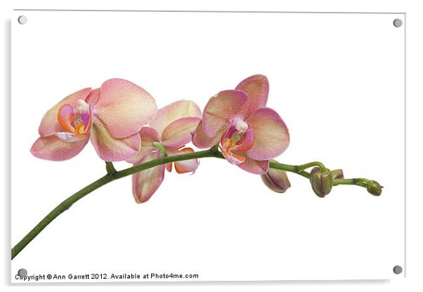 Moth Orchids Acrylic by Ann Garrett
