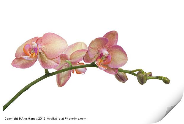 Moth Orchids Print by Ann Garrett