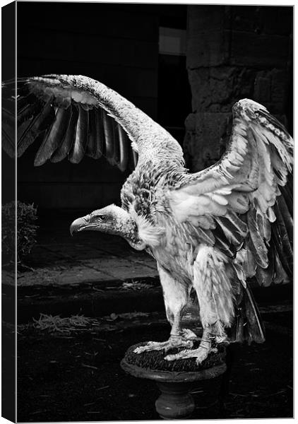 Vulture Canvas Print by Sean Needham