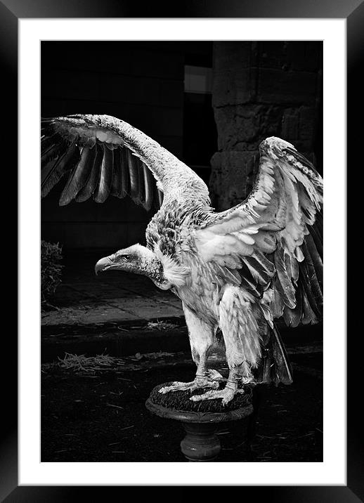 Vulture Framed Mounted Print by Sean Needham