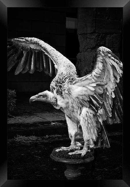 Vulture Framed Print by Sean Needham