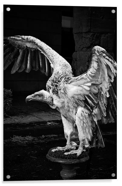 Vulture Acrylic by Sean Needham