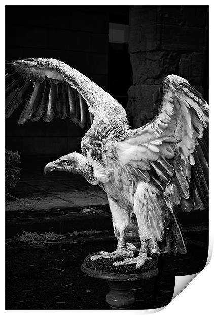 Vulture Print by Sean Needham
