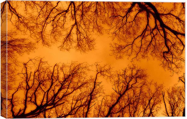 Russet Abstract Trees Canvas Print by Louise Godwin
