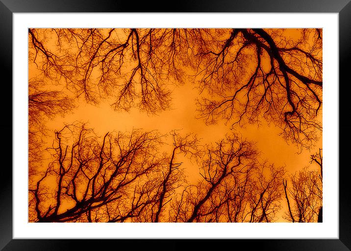 Russet Abstract Trees Framed Mounted Print by Louise Godwin