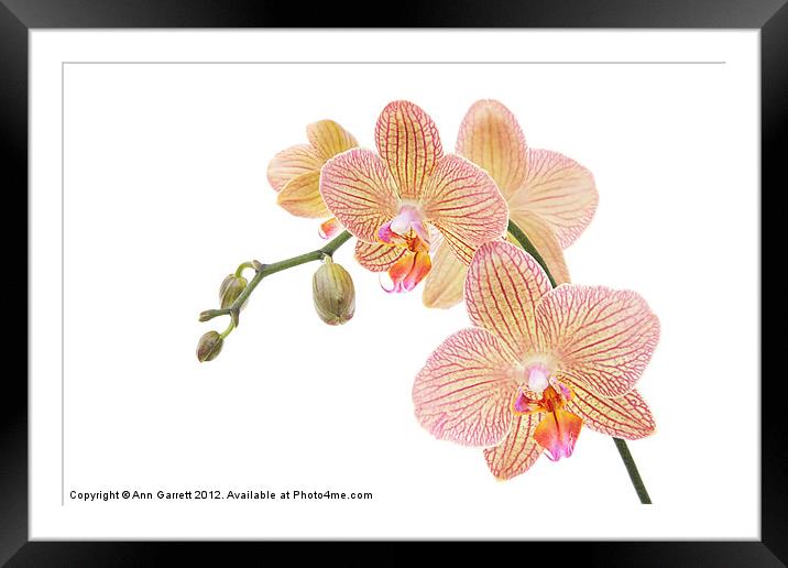 Red Veined Yellow Moth Orchid Framed Mounted Print by Ann Garrett