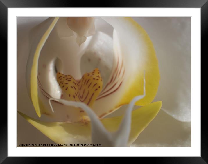 Orchid Yellow Close Up Framed Mounted Print by Allan Briggs