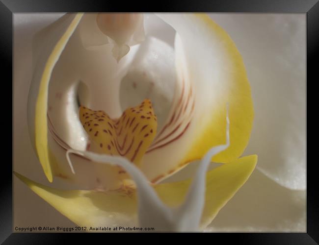 Orchid Yellow Close Up Framed Print by Allan Briggs