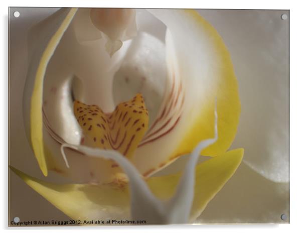 Orchid Yellow Close Up Acrylic by Allan Briggs