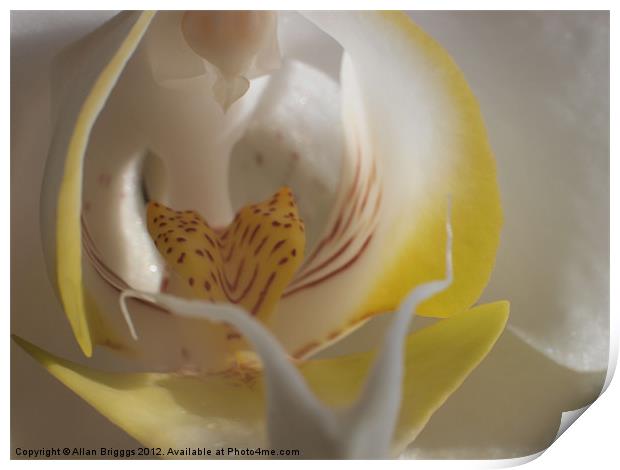 Orchid Yellow Close Up Print by Allan Briggs