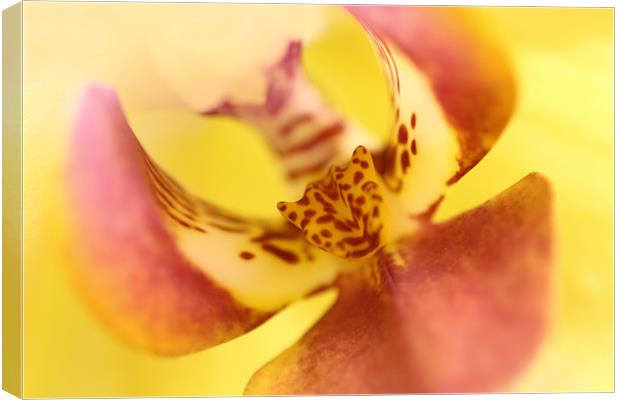 Phalaenopsis - Orchid Canvas Print by Sandi-Cockayne ADPS