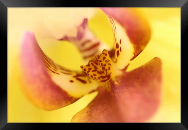 Phalaenopsis - Orchid Framed Print by Sandi-Cockayne ADPS