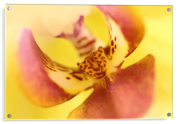 Phalaenopsis - Orchid Acrylic by Sandi-Cockayne ADPS
