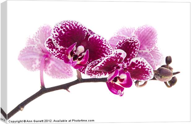 Deep Pink Moth Orchid Canvas Print by Ann Garrett