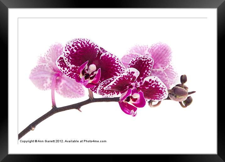 Deep Pink Moth Orchid Framed Mounted Print by Ann Garrett