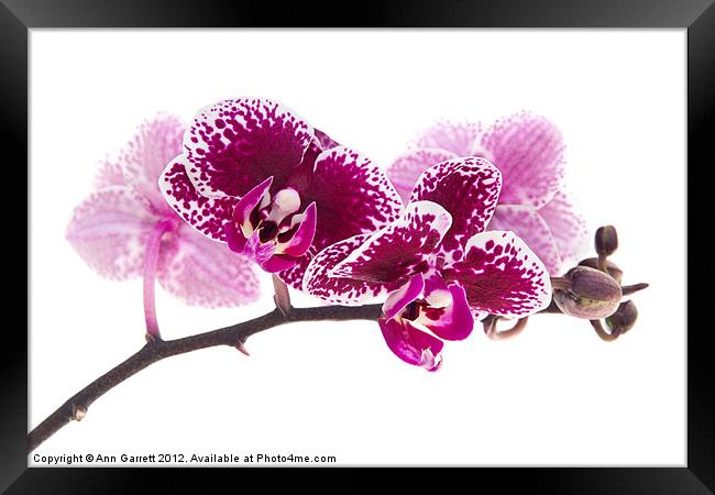 Deep Pink Moth Orchid Framed Print by Ann Garrett