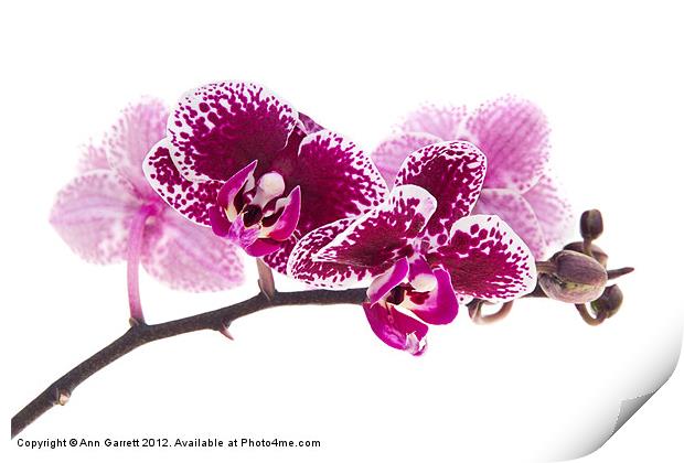Deep Pink Moth Orchid Print by Ann Garrett