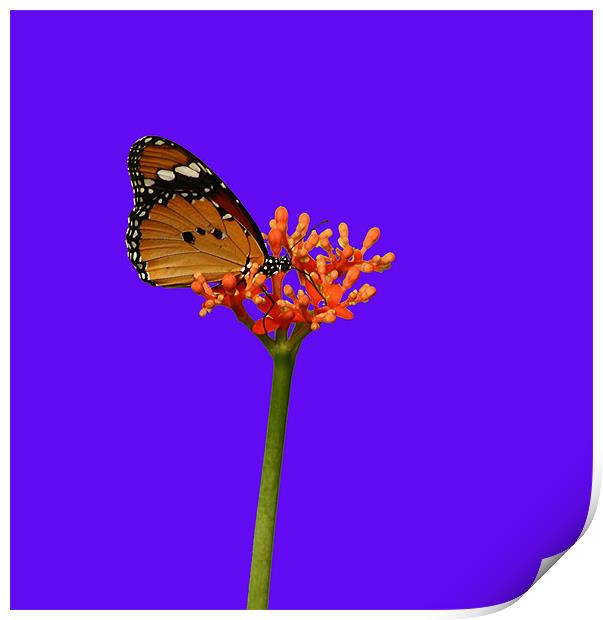 African Monarch Butterfly Print by Sandi-Cockayne ADPS