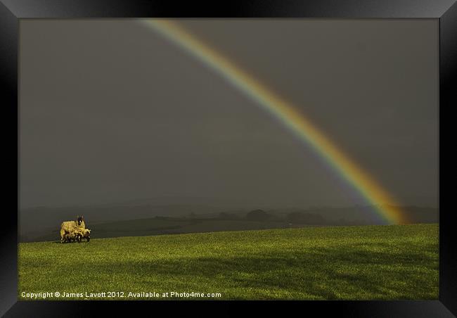 Feeding Lambs Under A Rainbow Framed Print by James Lavott