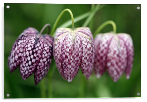 Fritillaries Acrylic by Brian Haslam