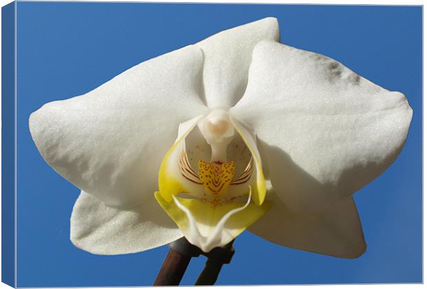 White and Yellow Orchid On Blue Canvas Print by andrew hall