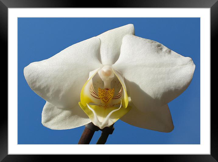 White and Yellow Orchid On Blue Framed Mounted Print by andrew hall