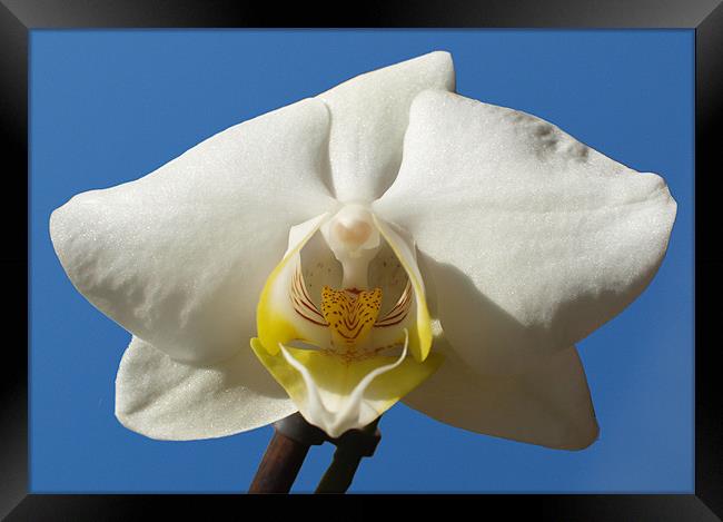 White and Yellow Orchid On Blue Framed Print by andrew hall