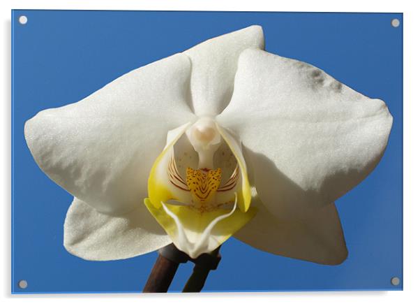 White and Yellow Orchid On Blue Acrylic by andrew hall
