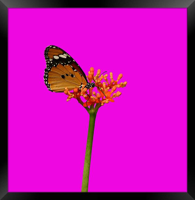 Butterfly In Shocking Pink! Framed Print by Sandi-Cockayne ADPS