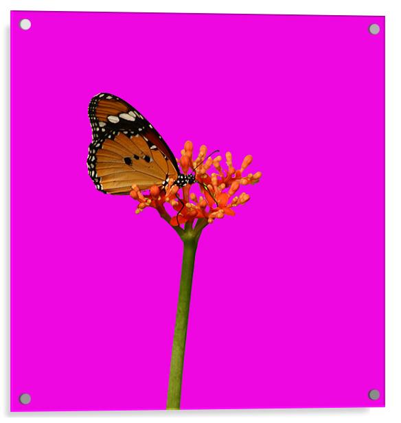Butterfly In Shocking Pink! Acrylic by Sandi-Cockayne ADPS