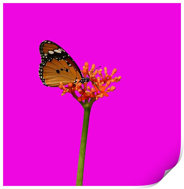 Butterfly In Shocking Pink! Print by Sandi-Cockayne ADPS