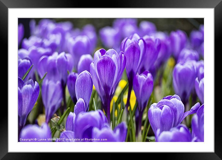 Signs Of Spring Framed Mounted Print by Lynne Morris (Lswpp)