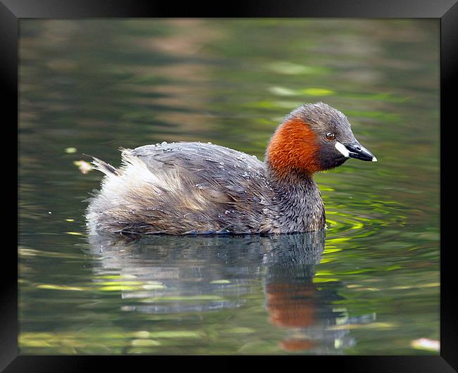 Little Grebe Framed Print by George Cox