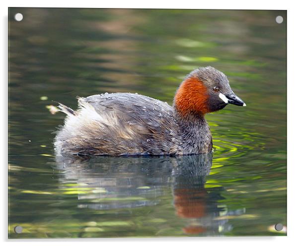 Little Grebe Acrylic by George Cox