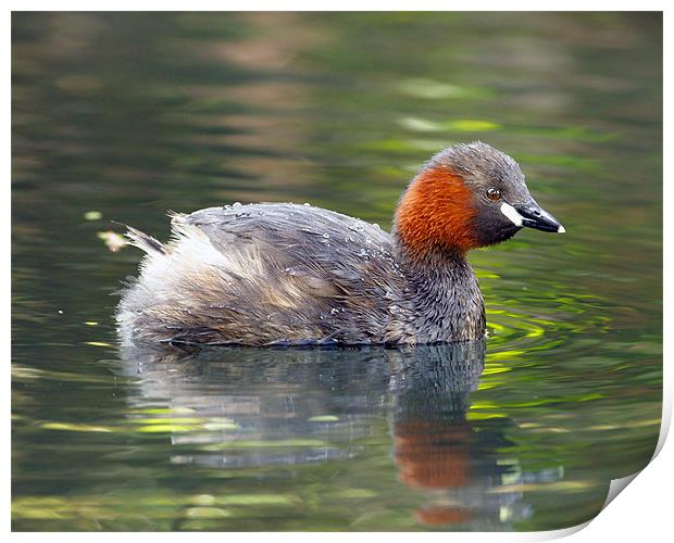Little Grebe Print by George Cox