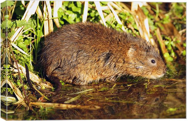 Water Vole in the Sun Canvas Print by George Cox