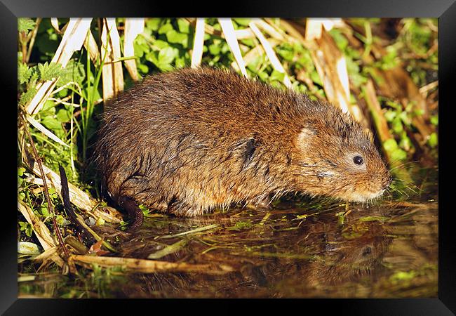 Water Vole in the Sun Framed Print by George Cox