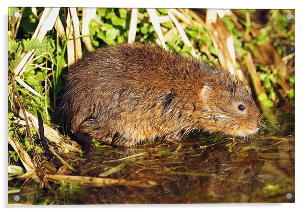 Water Vole in the Sun Acrylic by George Cox