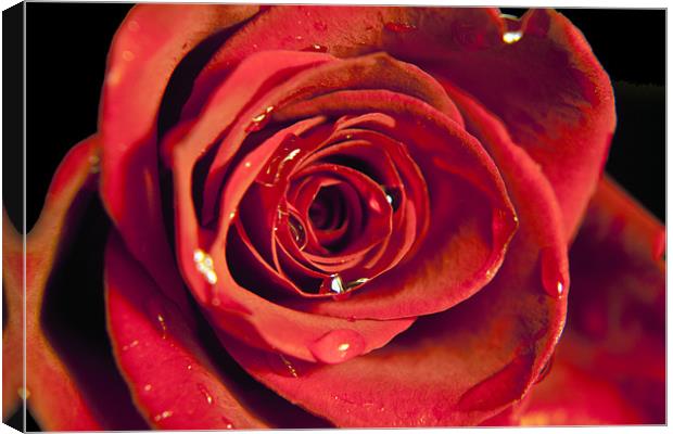 Red Rose Canvas Print by Dean Messenger