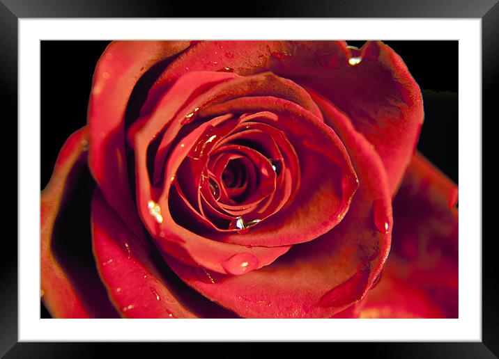 Red Rose Framed Mounted Print by Dean Messenger