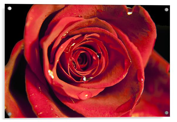 Red Rose Acrylic by Dean Messenger