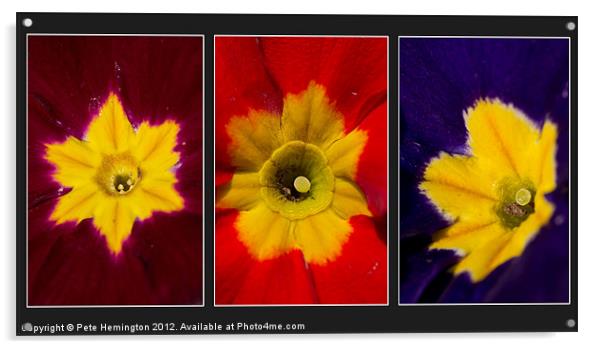Primula triptych Acrylic by Pete Hemington