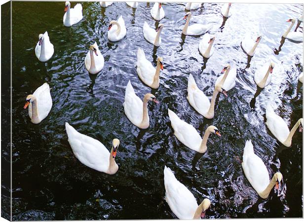 Gathering of swans Canvas Print by Jane Macaskill