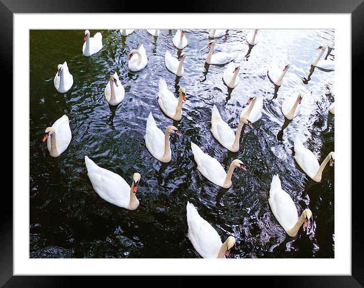 Gathering of swans Framed Mounted Print by Jane Macaskill