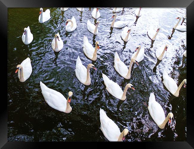 Gathering of swans Framed Print by Jane Macaskill