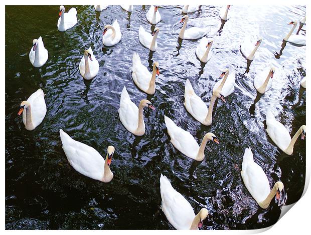 Gathering of swans Print by Jane Macaskill