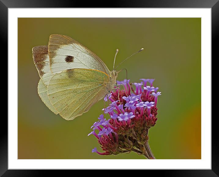 BUTTERFLY CABBAGE WHITE Framed Mounted Print by Clive Eariss