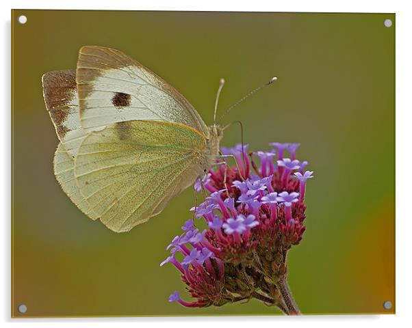 BUTTERFLY CABBAGE WHITE Acrylic by Clive Eariss